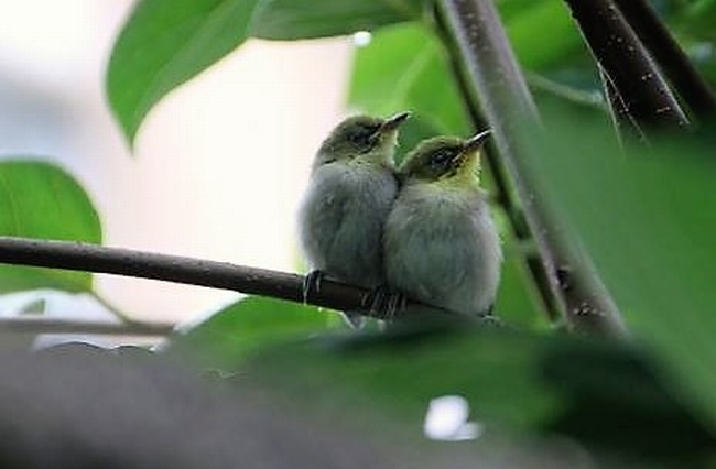 めじろのつがい