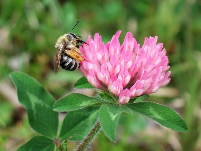 野の花とミツバチ