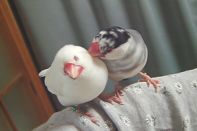 仲良し文鳥